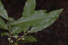 Diospyros angustifolia